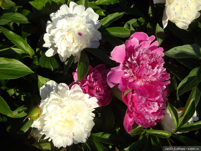 Kidz'N'Cats Люсия на даче