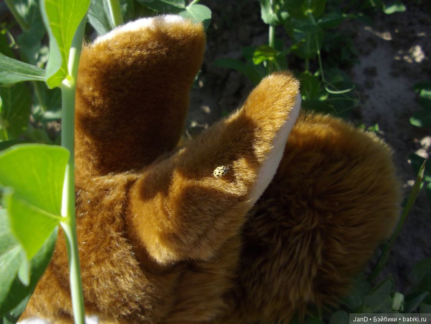 Zwergnase Junior: Karolina