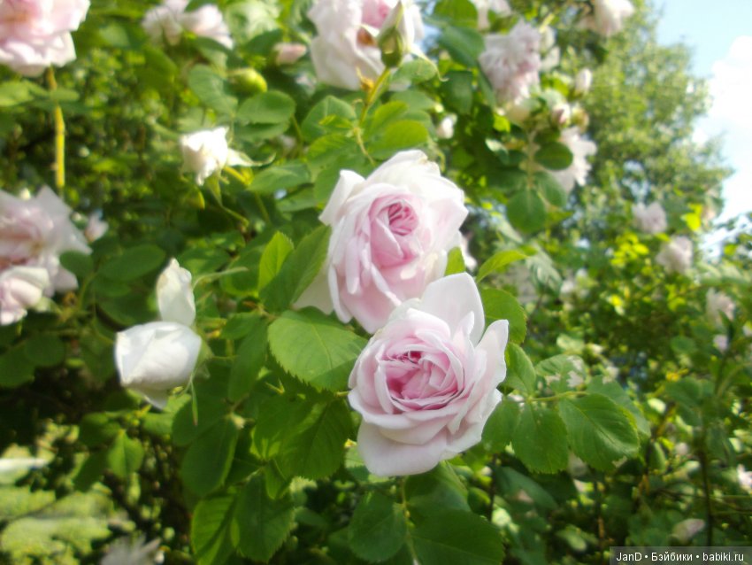 Zwergnase Junior: Karolina (фото 4)