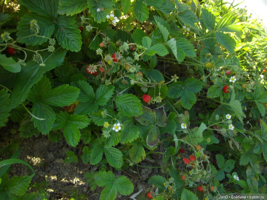 Zwergnase Junior: Karolina