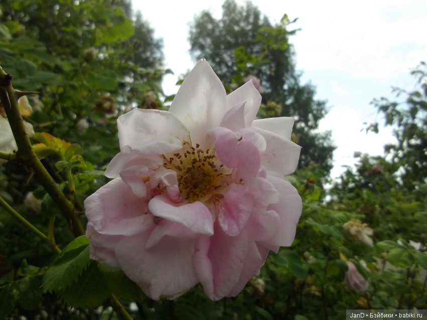 Käthe Kruse Emma — Куклы Kathe Kruse (Кате/Кэте Крузе): фото (фото 6)