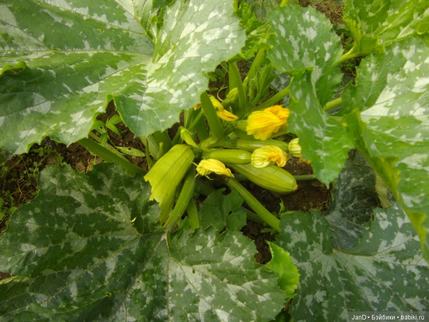 Gotz брюнетка Ханна. Летняя пора (фото 7)