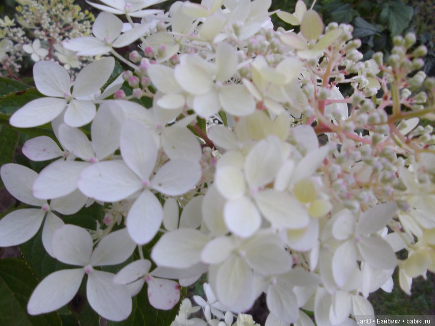 Sylvanian Families :приключения Красной шапочки