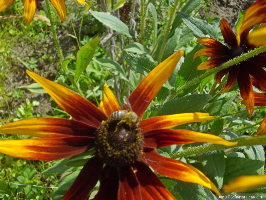 Käthe Kruse:зеленоглазая Carlotte (фото 6)