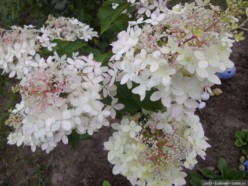 Kidz'N'Cats Кики — Куклы Kidz'n'Cats (Соня Хартман): шарнирные 46 см