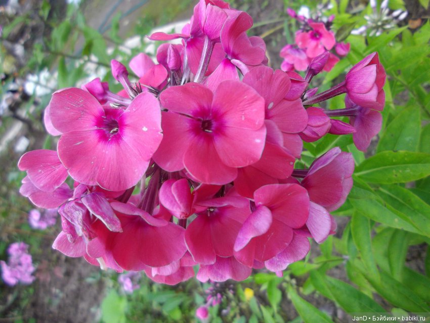 Kidz'N'Cats Кики — Куклы Kidz'n'Cats (Соня Хартман): шарнирные 46 см