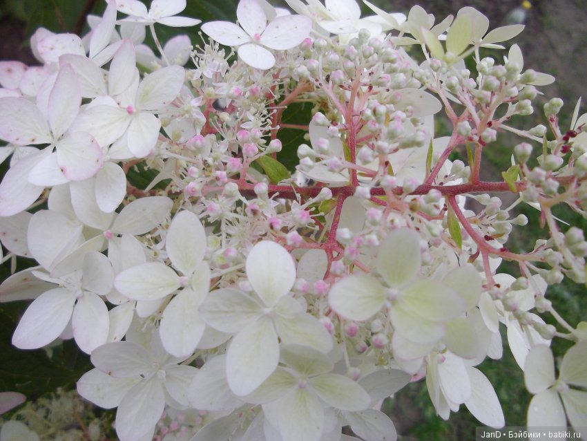 Kidz'N'Cats Кики — Куклы Kidz'n'Cats (Соня Хартман): шарнирные 46 см