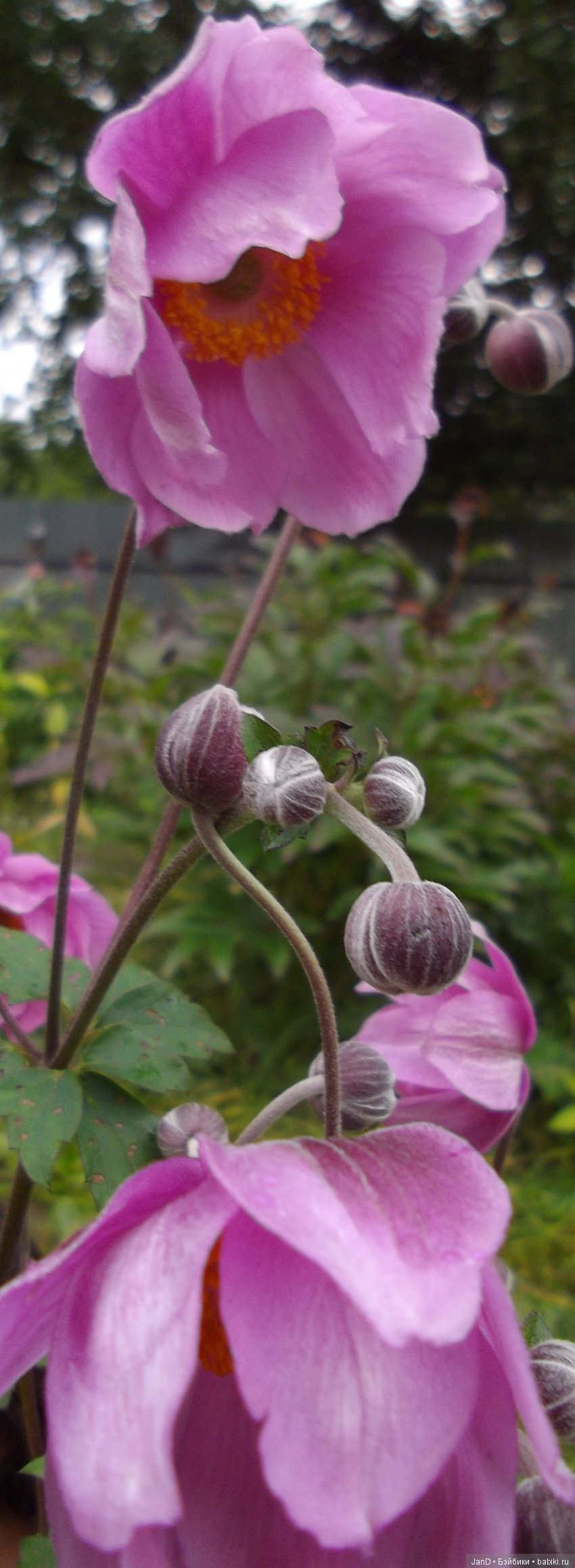 Kidz'N'Cats Кики — Куклы Kidz'n'Cats (Соня Хартман): шарнирные 46 см (фото 6)