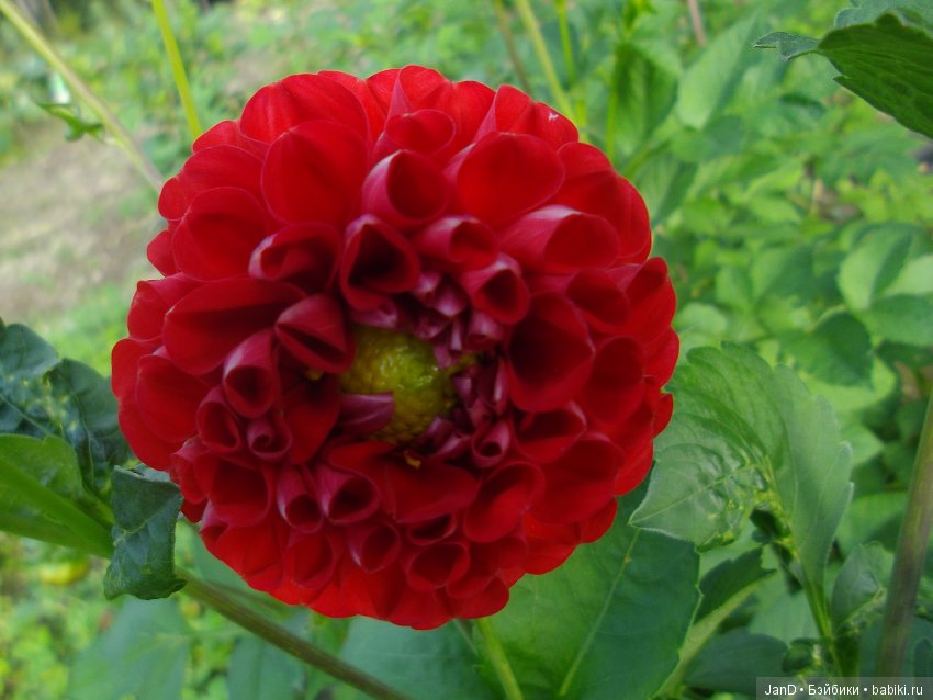 Evi Simba на прогулке — Куклы Simba: Еви (Evi) и Штеффи (Steffi Love)