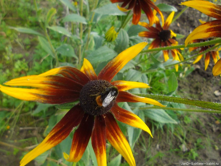 Evi Simba на прогулке — Куклы Simba: Еви (Evi) и Штеффи (Steffi Love)