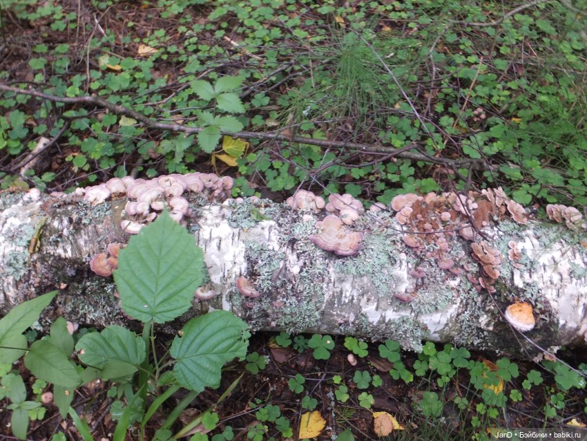 Zwergnase Junior Karolina -за грибами