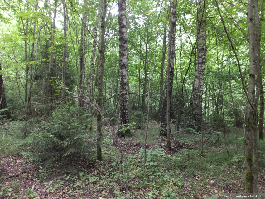 Zwergnase Junior Karolina -за грибами (фото 6)