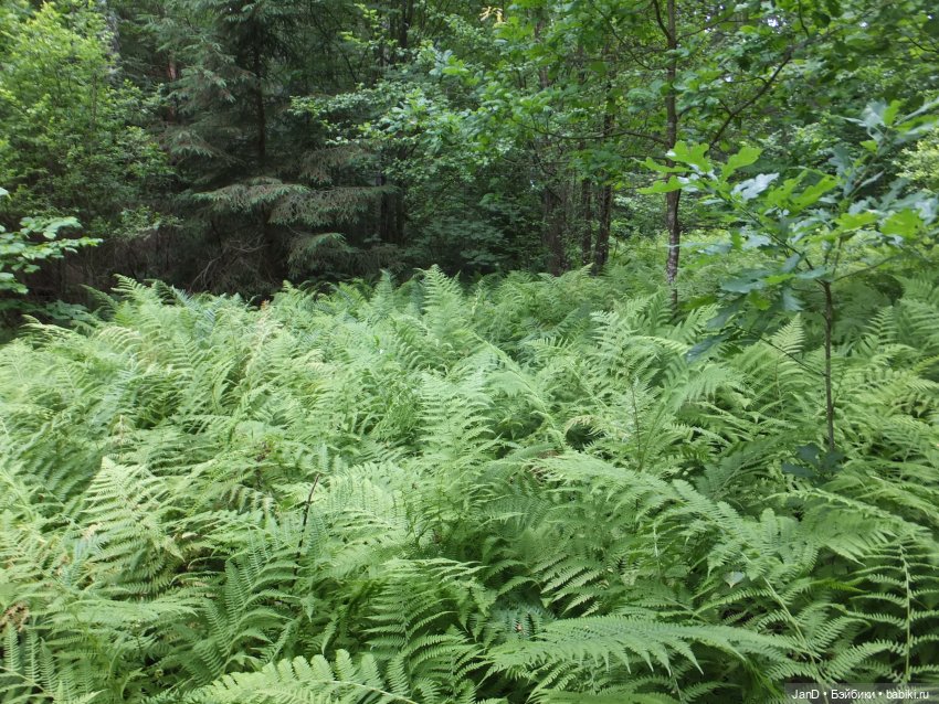 Zwergnase Junior Karolina -за грибами