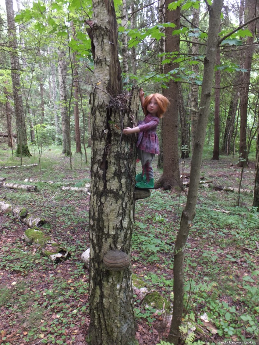 Zwergnase Junior Karolina -за грибами