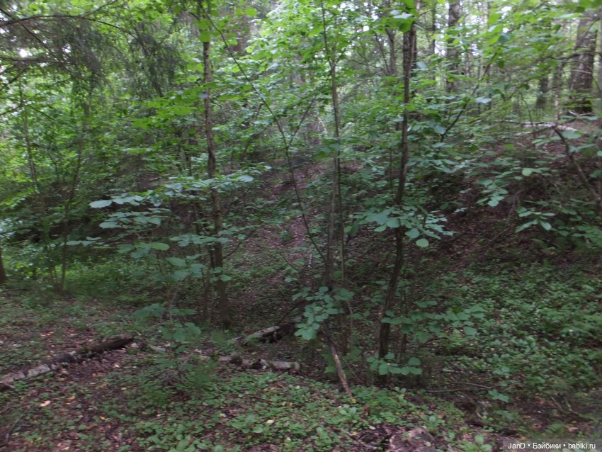 Zwergnase Junior Karolina -за грибами