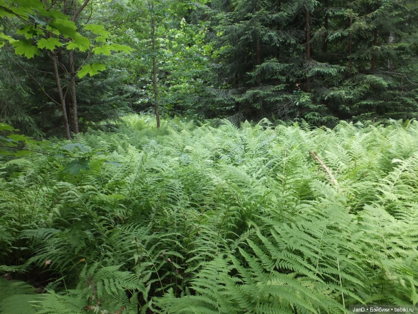 Zwergnase Junior Karolina -за грибами