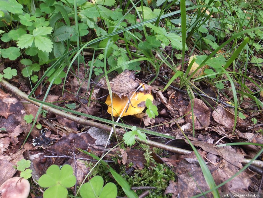 Zwergnase Junior Karolina -за грибами