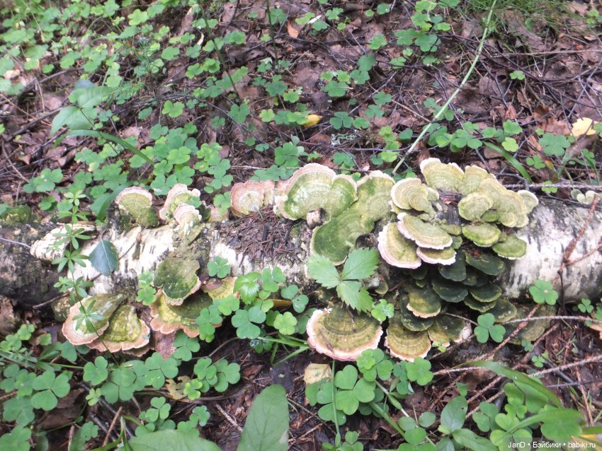 Zwergnase Junior Karolina -за грибами