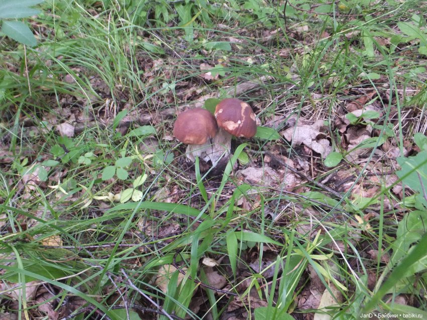 Zwergnase Junior Karolina -за грибами