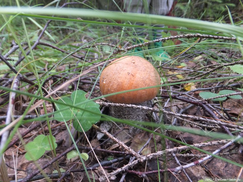 Zwergnase Junior Karolina -за грибами