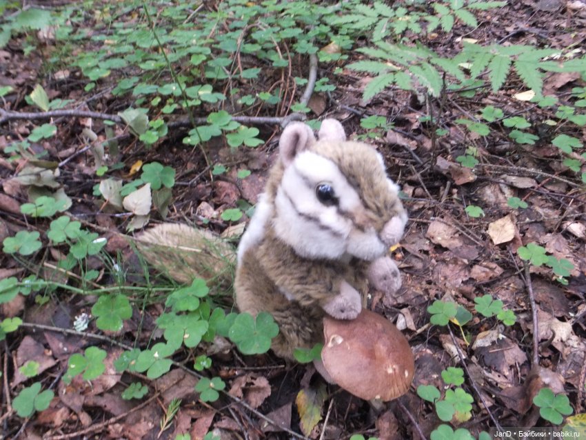 Zwergnase Junior Karolina -за грибами