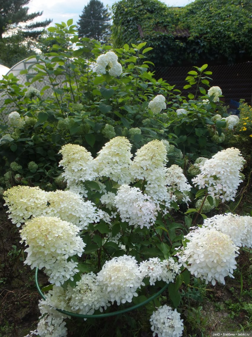 Kidz'N'Cats Кики и гортензия Фантом