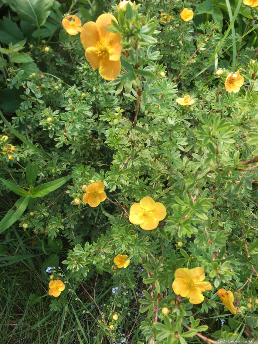 Kidz'N'Cats Кики и гортензия Фантом