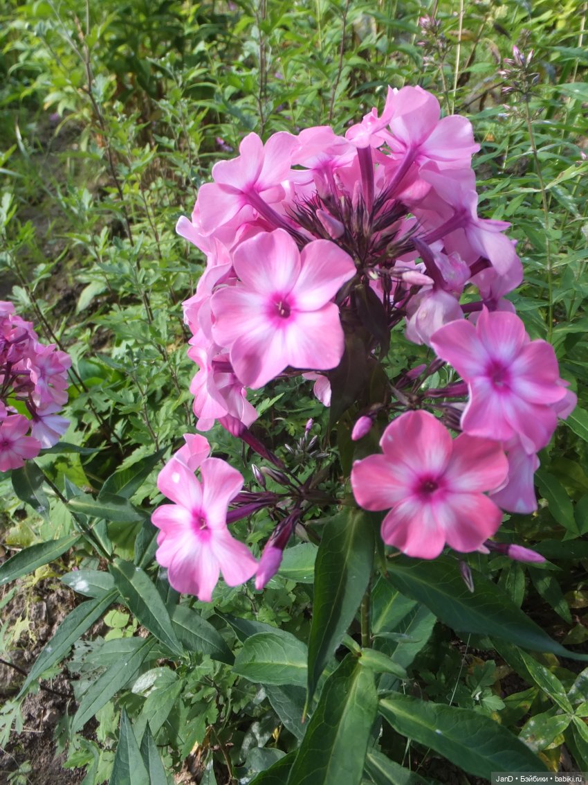 Kidz'N'Cats Кики и гортензия Фантом