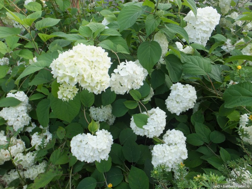 Kidz'N'Cats Кики и гортензия Фантом