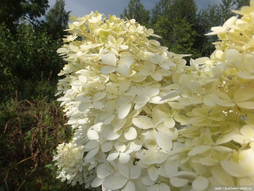 Kidz'N'Cats Кики и гортензия Фантом (фото 9)