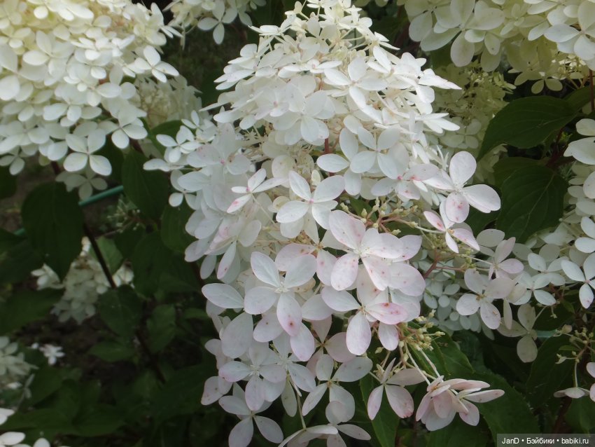 Kidz'N'Cats Кики и гортензия Фантом