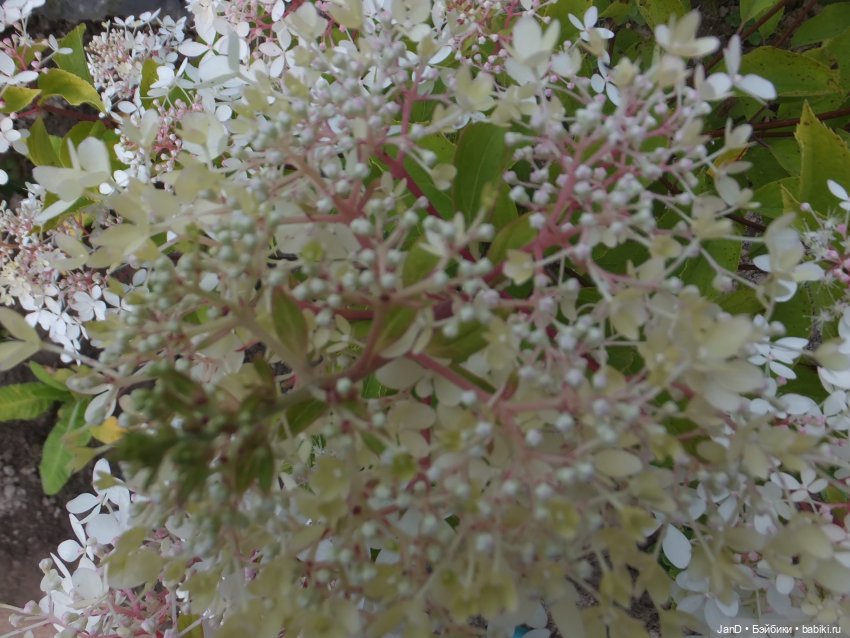 Kidz'N'Cats Кики и гортензия Фантом