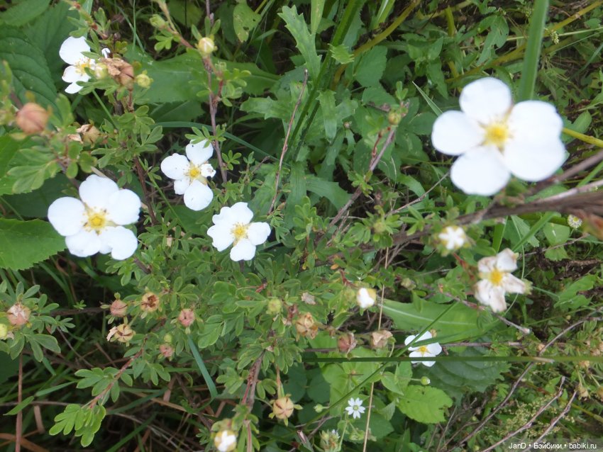 Kidz'N'Cats Кики и гортензия Фантом