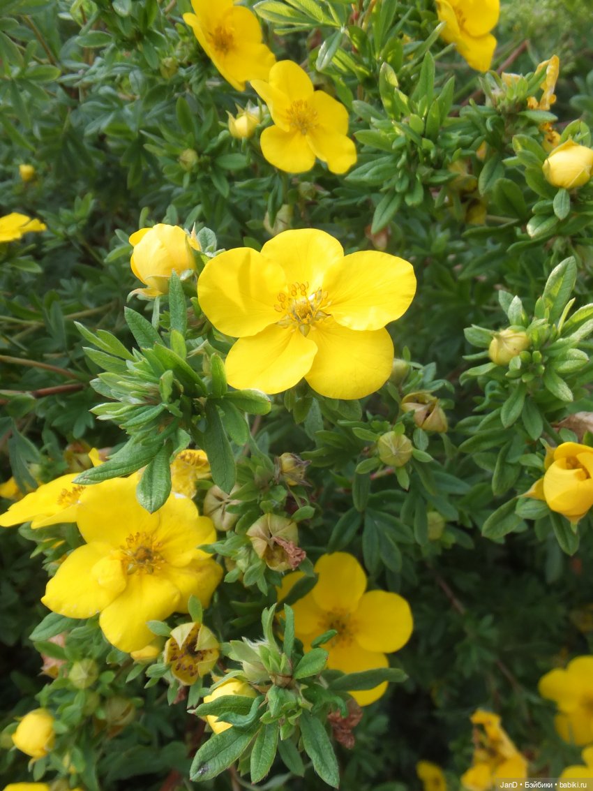 Kidz'N'Cats Кики и гортензия Фантом