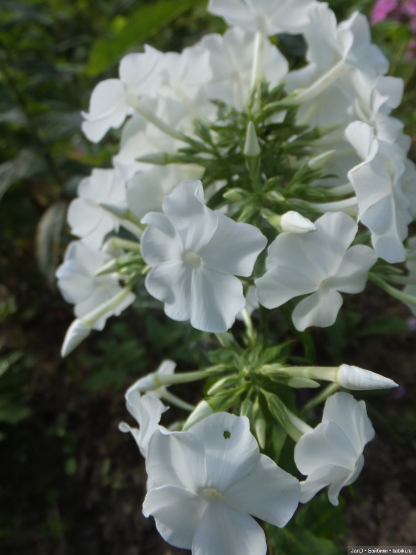 Kidz'N'Cats Кики и гортензия Фантом