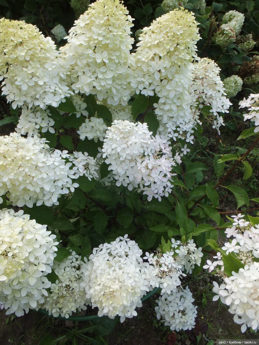 Kidz'N'Cats Кики и гортензия Фантом