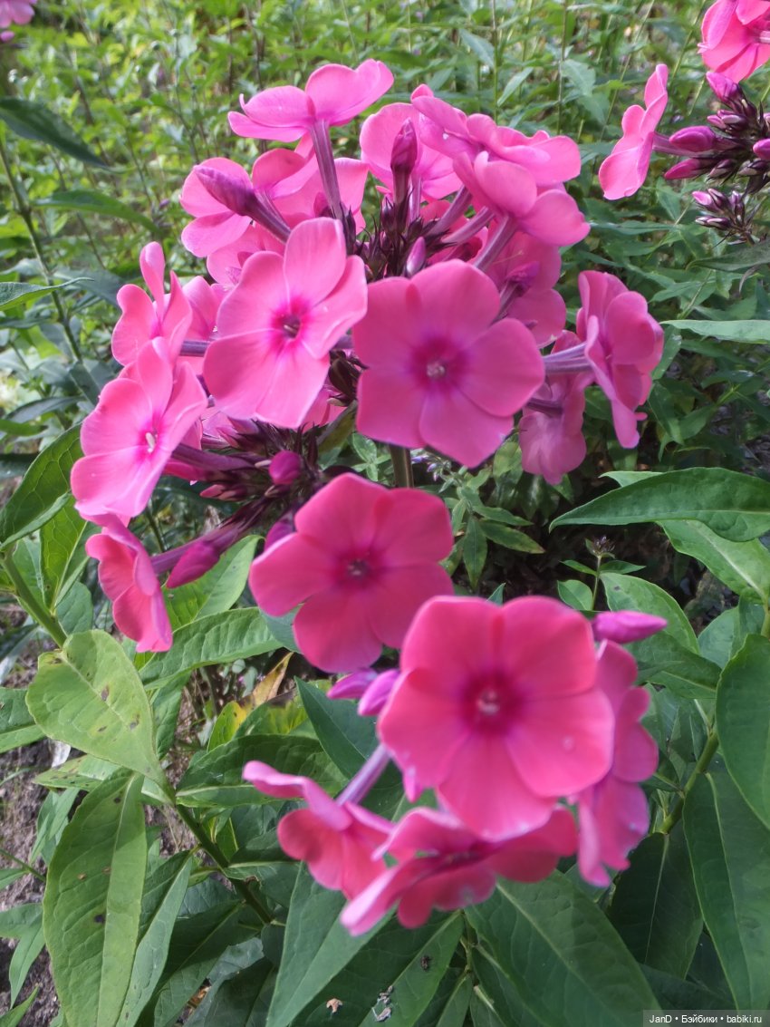 Kidz'N'Cats Кики и гортензия Фантом