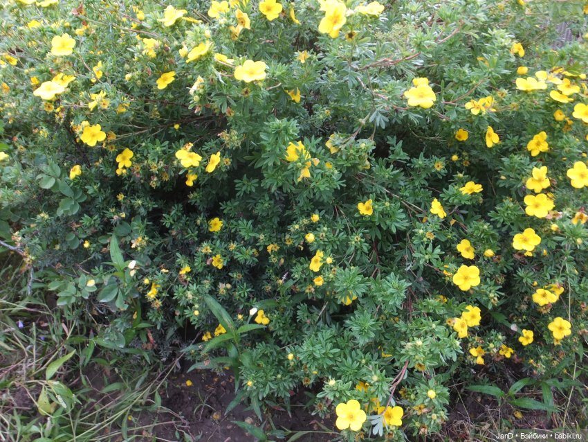 Kidz'N'Cats Кики и гортензия Фантом