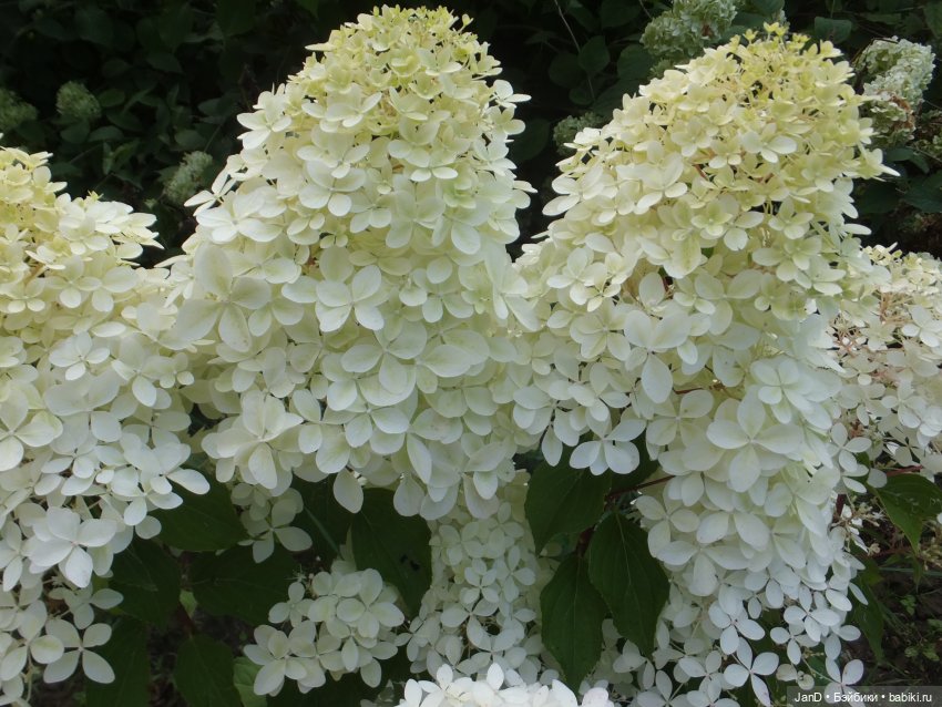 Kidz'N'Cats Кики и гортензия Фантом