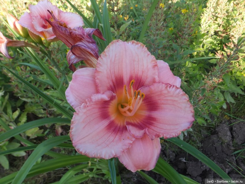 Kidz'N'Cats Кики и гортензия Фантом