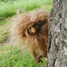 Как тролли на Гулянки-Петровки ходили