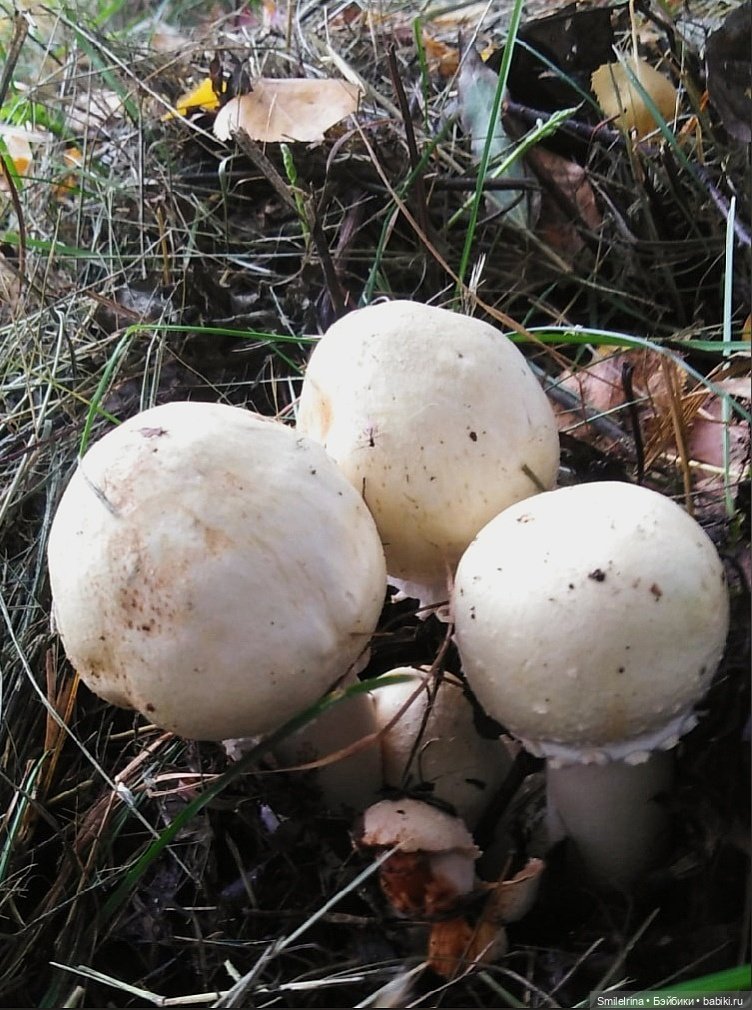 Брожу, брожу по сентябрю, неспешно листья приминаю