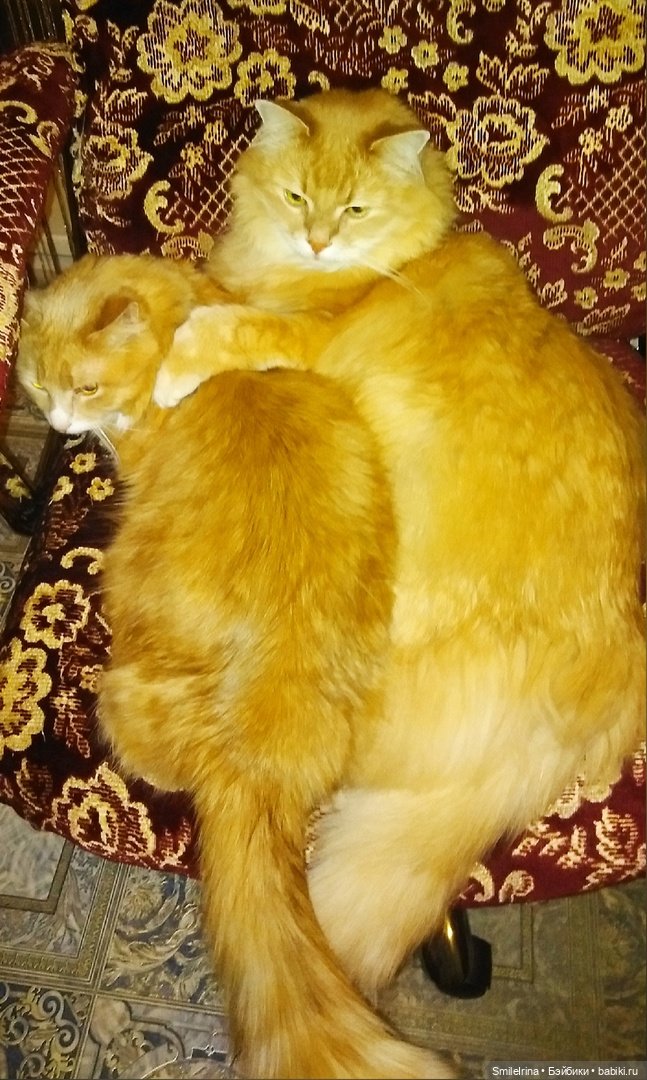 Без кота и жизнь не та, правда, правда