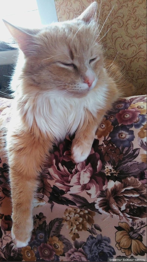 Без кота и жизнь не та, правда, правда (фото 10)