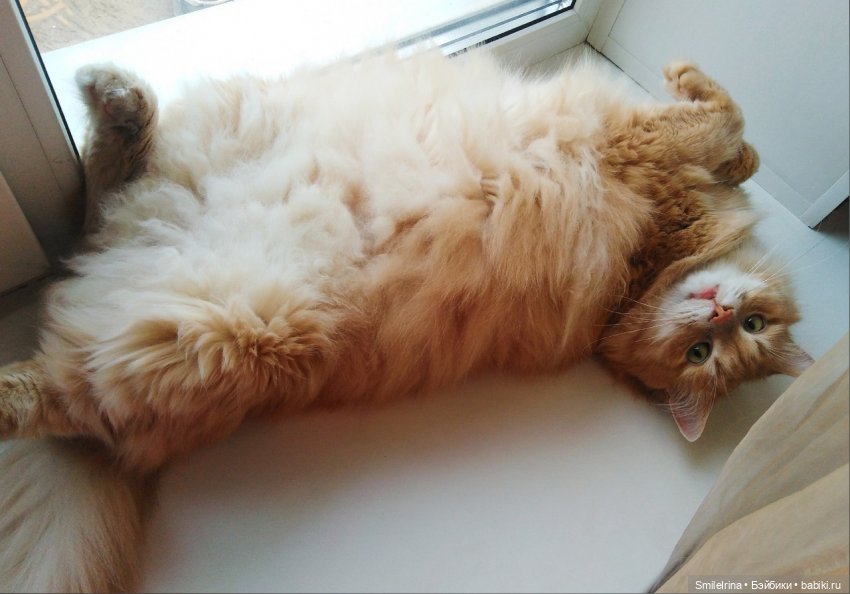 Без кота и жизнь не та, правда, правда (фото 9)