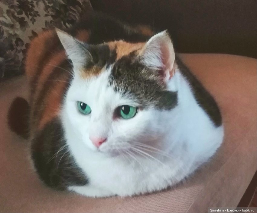 Без кота и жизнь не та, правда, правда (фото 8)