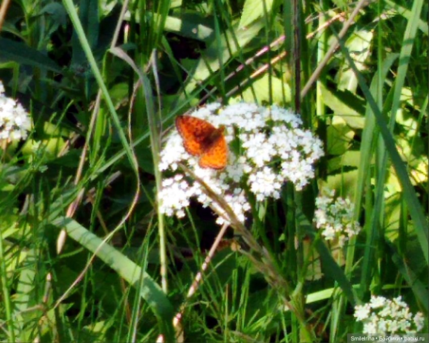 Яркая осень — Винтажные куклы ГДР (Немки): Бигги (фото 6)