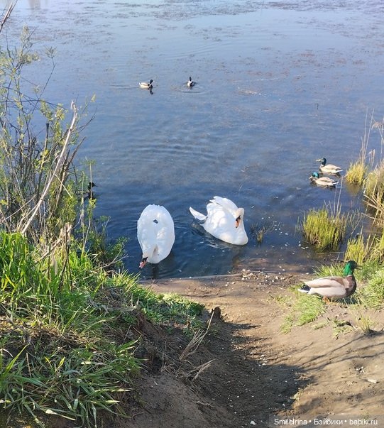 Первая зелень — Домашние фото авторских кукол: личные коллекции