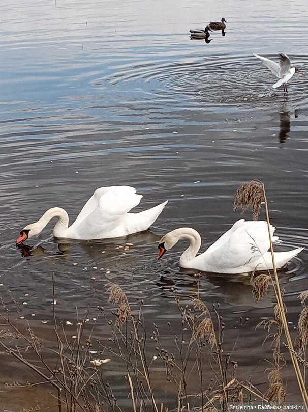Первая зелень — Домашние фото авторских кукол: личные коллекции (фото 10)