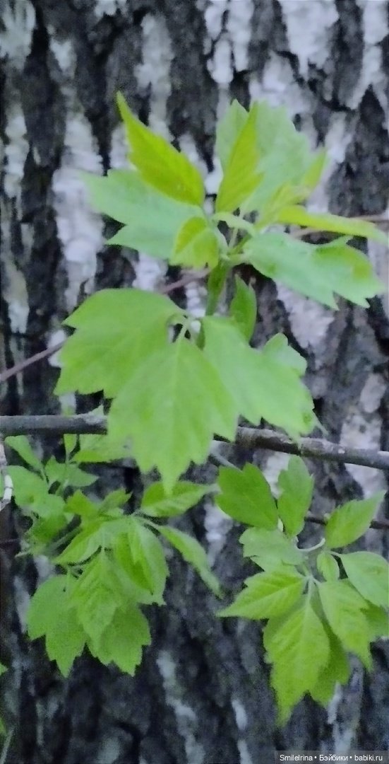 Первая зелень — Домашние фото авторских кукол: личные коллекции